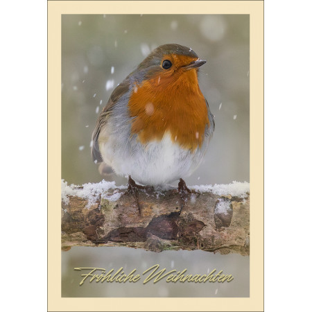 Weihnachtskarte: Rotkehlchen